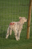 D7D00473 Lamb licking rain water from fence post.jpg